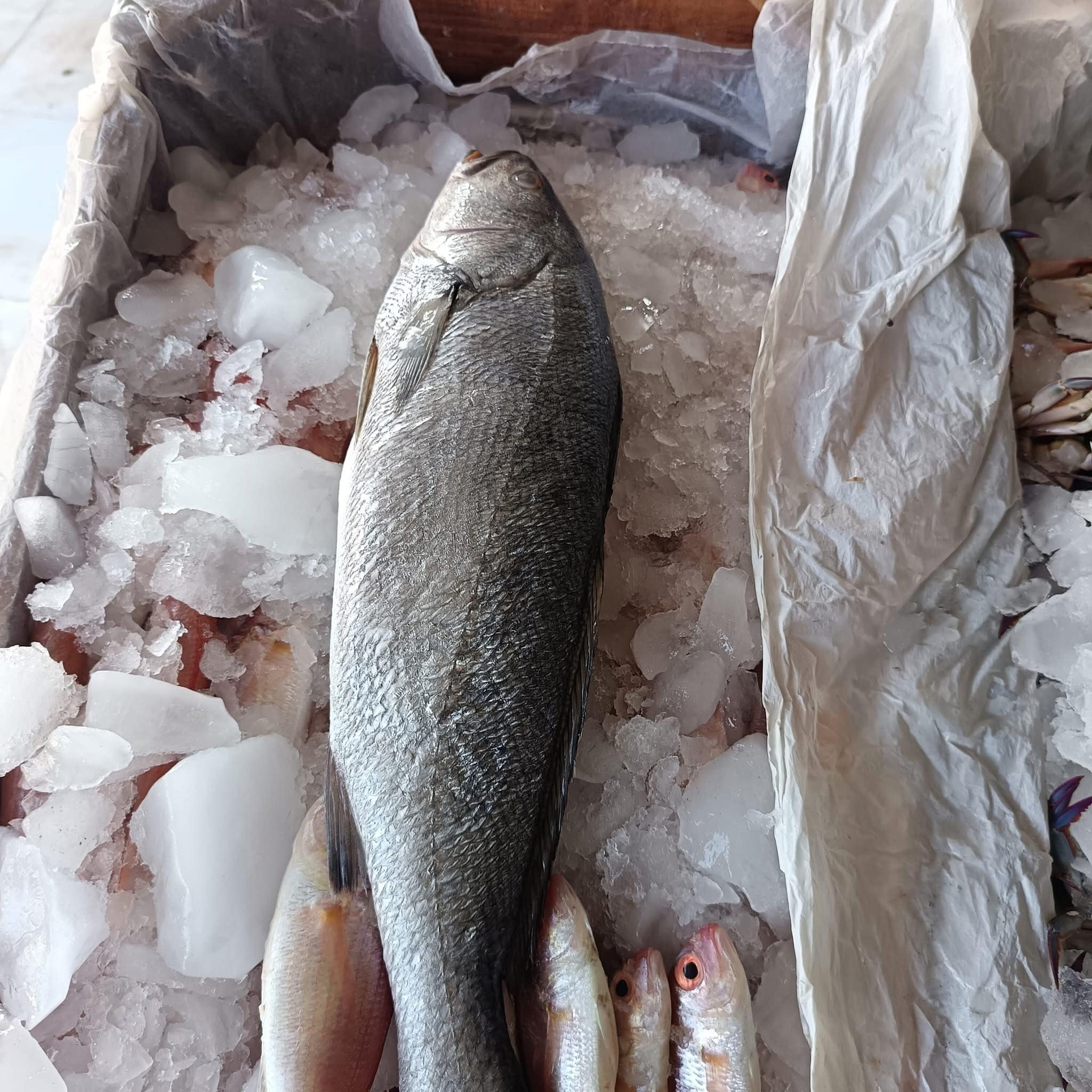 Fresh shrimp harvest at Ghalyoun